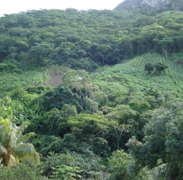Photo of lush forest
