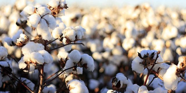 Cotton
