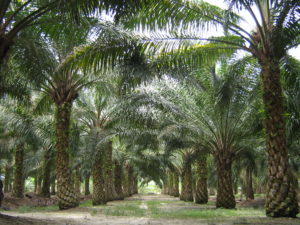 oil palm in malaysia