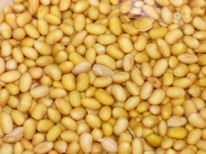 soybeans