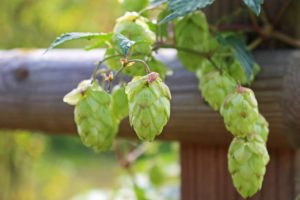 beer hops